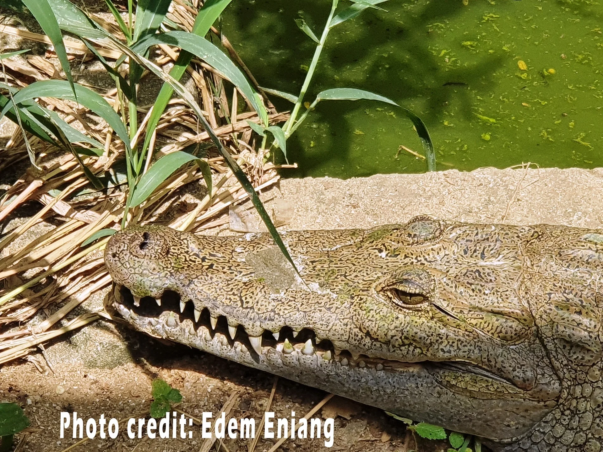 West African Crocodiles Conservation Project