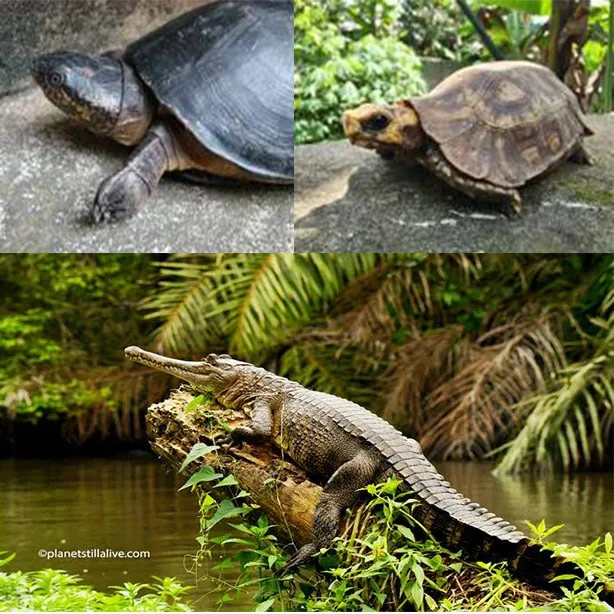 BPC Tortoise Project
