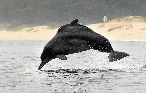 Atlantic Humpback Dolphin: Everything You Need to Know About This Fascinating Species